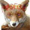 Madfox